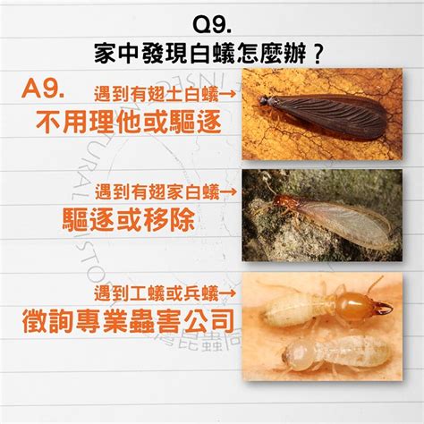 白蟻喜歡的環境|白蟻怕什麼？防治消滅方法整理包：防堵白蟻入侵5點。